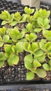 Grubosz Crassula Green Bird