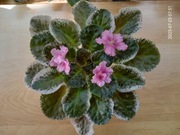 Liść fiołka afrykańskiego, odmiana K-Sumasbrodka