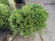 Szydlica japońska Globosa Nana kolekcjonerski iglak