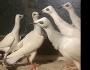 Srebrniak Adeno chudnięcie kręciek pomogę 