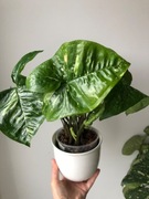 SYNGONIUM Panda Zroślicha roślina kolekcjonerska