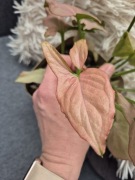 Syngonium red tropicana