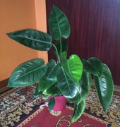 Prezent dla kolekcjonera filodendron Philodendron Congo Apple