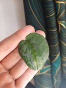 Scinsapsus silver green on green 