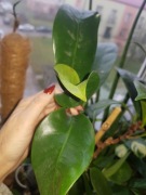 Ficus fikus cyathistipula afrykański leśny cięty 