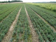 Sadzonki świerka srebrnego Kaaibab/ jodła kaukaska