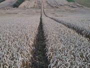 Pszenica, karma dla kota, gołębi królików, zbiór 2025