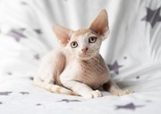 DEVON REX -  kocurek ASLAN - ASSARI*PL -  z rodowodem