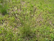 Trzęślica modra - trawa dekoracyjna