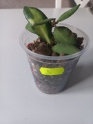 Hoya Hoja Ds-70wariegata