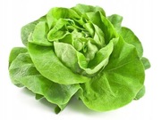 Sałata Masłowa Sprinter - Nasiona Holenderskie