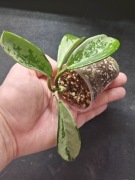 Hoya AH-074 - sadzonka ukorzeniona