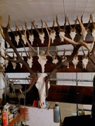 WIENIEC JELEŃ BYK NIEREGULARNY 12-TAK  6,5 KG