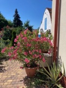 OLEANDER 160-170 cm x 150 cm.