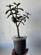 Grubosz jajowaty- drzewko szczęścia 