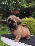 ShihTzu z IV pokoleniowym rodowodem 