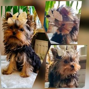 York Yorkshire Terrier 