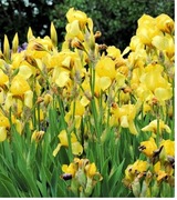 IRYS WYSOKI ŻÓŁTY
