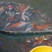 Rośliny do oczek wodnych 