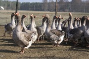 gęsi landes młode 4-5 tygodniowe