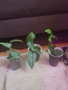 Monstera Siltepecana 