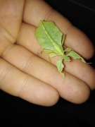 Liśćce Cryptophyllium limogesi