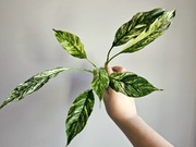 Sadzonka Spathiphyllum skrzydłokwiat diamond variegata świetne geny nr3