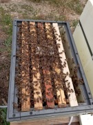 ODKLADY PSZCZELE 4/5/6/7 RAMEK WIELKOPOLSKICH 