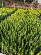 TUJA SZMARAGD w doniczce p9 30/45 cm 