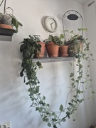 Scindapsus pstry duża roślina 