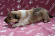 Owczarek szkocki długowłosy collie piesek (ZKwP/FCI)