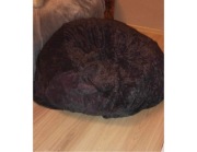 Wyprzedaż ! Pokrowiec na dużą pufę 180x90