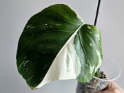 Monstera Jungle Mint naturalny pędówka dwa węzły 