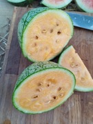 KAHO nasiona Arbuz Kolekcjonerski