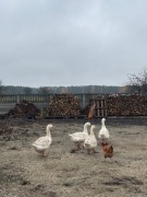 Sprzedam gęsi!!! 150 zł sztuka :) 