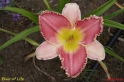 Hemerocallis / Liliowiec: Elixir of Life