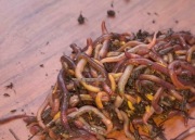 Dżdżownice kalifornijskie 500 szt. Nieborowice k. Gliwic