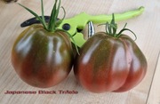 Pomidor Japanese Black Trifele -czarna gruszka - 10 nasion kolekcjonerskich