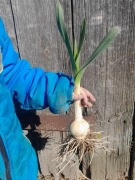 Czosnek słoniowy 10 sadzonek sloniowy gigant 