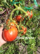 Nasiona pomidora olena ukrainien kolekcjonerskie 