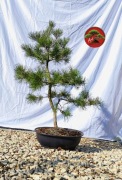 Sosna zwyczajna Pinus sylvestris 90cm formowana na wzór bonsai