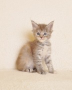 Śliczna koteczka Maine Coon z rodowodem PZF/WCF - Legalna hodowla