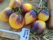 BLUES ON A PLATTER nasiona Pomidor Kolekcjonerski