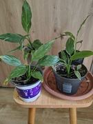 Skrzydłokwiat pstrokaty Domino  sadzonka 