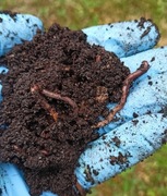 200szt Dżdżownice Kalifornijskie 