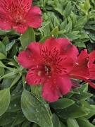 Alstromeria pojemnikowa - Red 3L