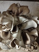 Boczniak Ostrygowaty. Gotowe podłoże. Grzybnia