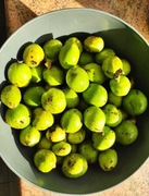 Orzechówka. Wyciąg z zielonego orzecha. Intrakt