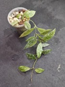 Hoya lacunosa Laos - sadzonka ukorzeniona