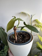 Philodendron tripartitum filodendron